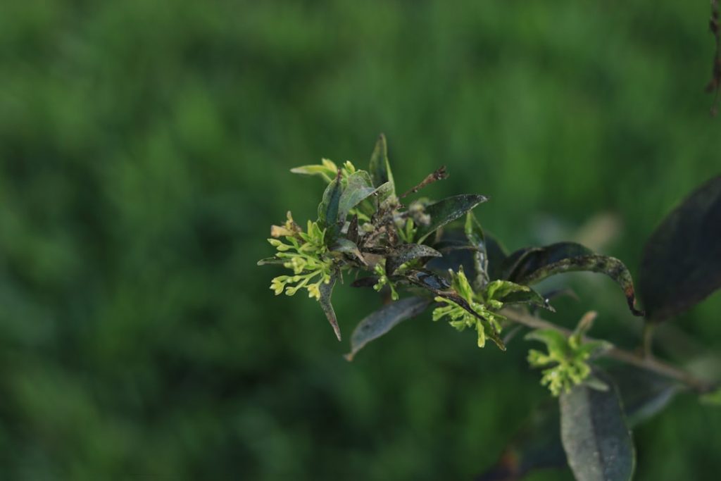 Photo organic growth