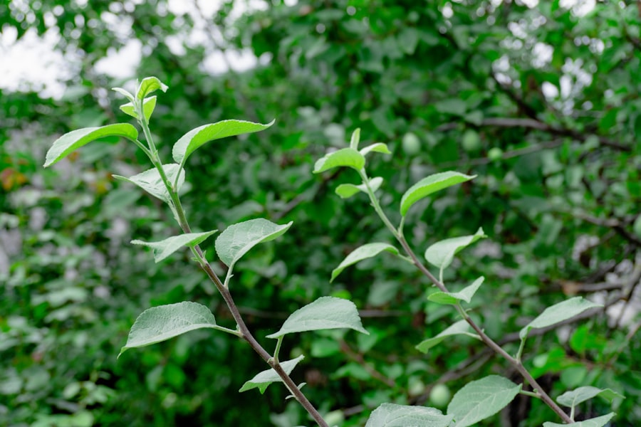 Photo organic growth