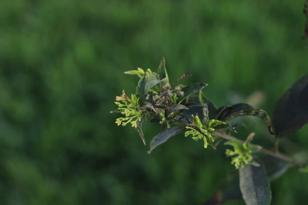 Maximizing Company Organic Growth